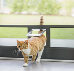 Neher_DT_Katzenklappe_1 Neher_DT_Katzenklappe_1